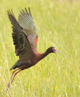 Malheur-white-faced-ibis-330