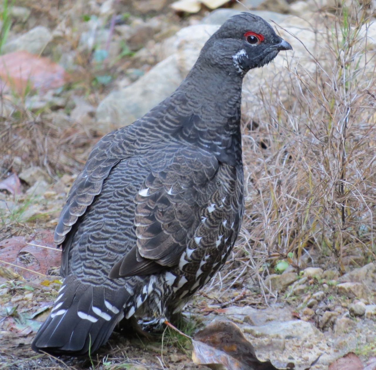 spruce grouse (loken photo).jpg