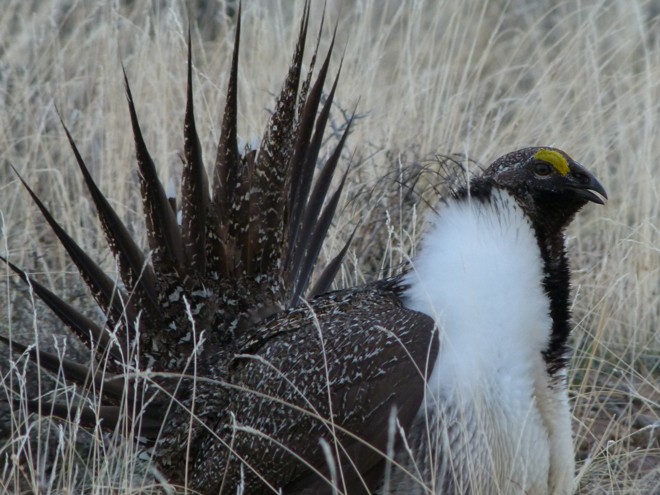 Thiemann-sage-grouse-660-660x495