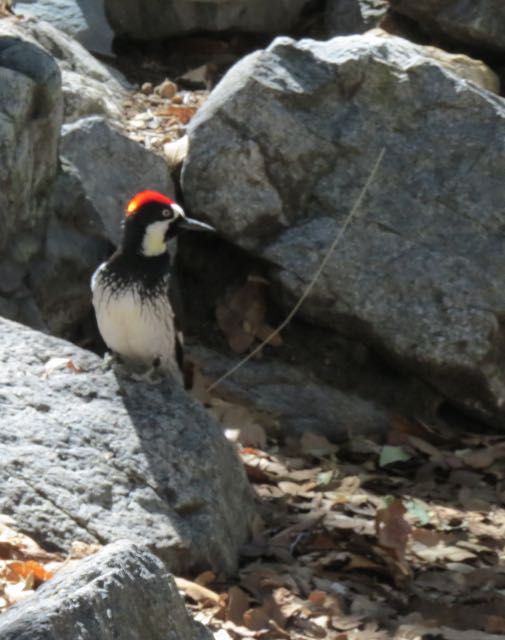 Acorn Woodpecker