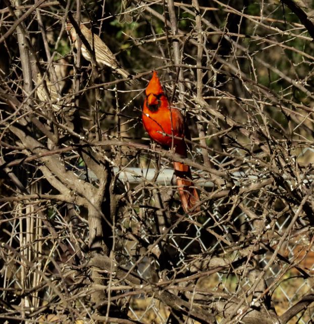 cardinal Paton Center.jpg