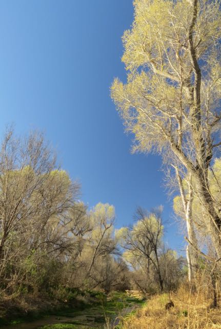 greening cottonwoods- Sonoita Creek.jpg