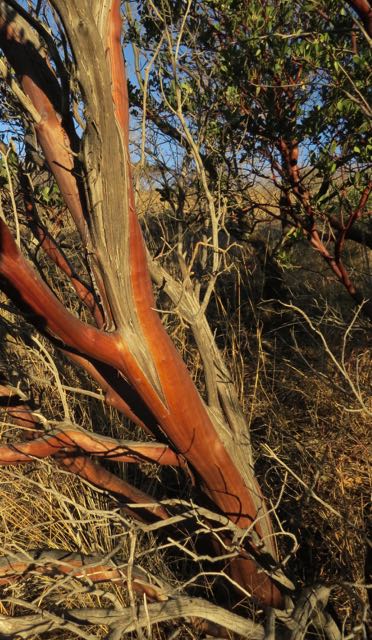 manzanita - patagonia hills AZ.jpg