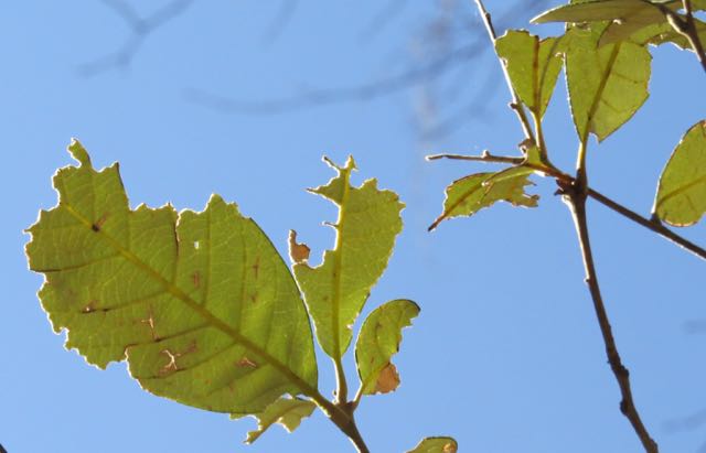 oak leaves- chewed!