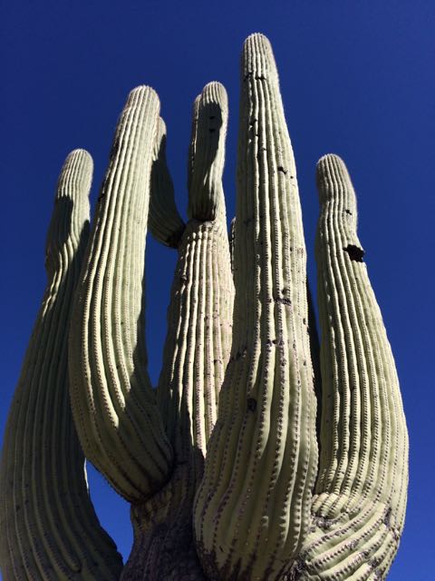 saguaro arms reaching sky