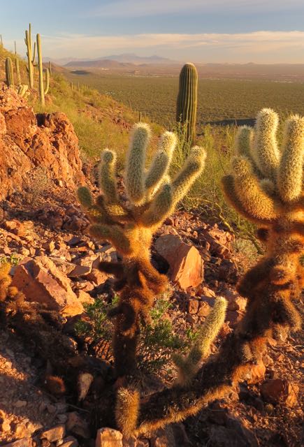 sonoran desert cactus