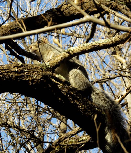 squirrel in tree Patagonia TNC preserve.jpg