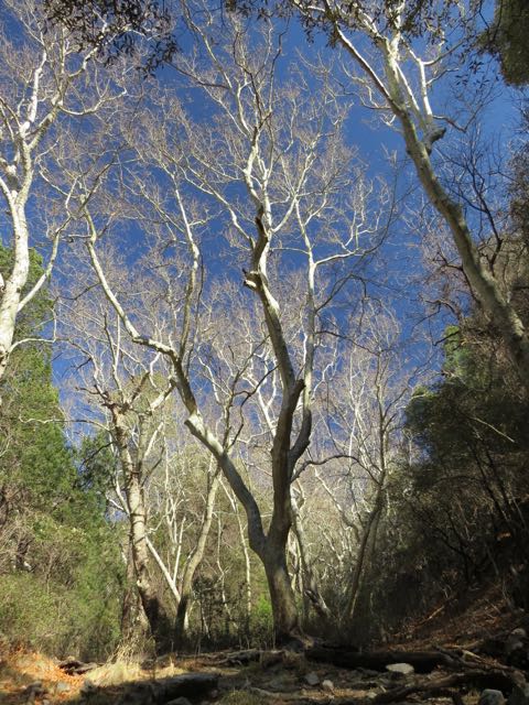 sycamores- Madera Creek