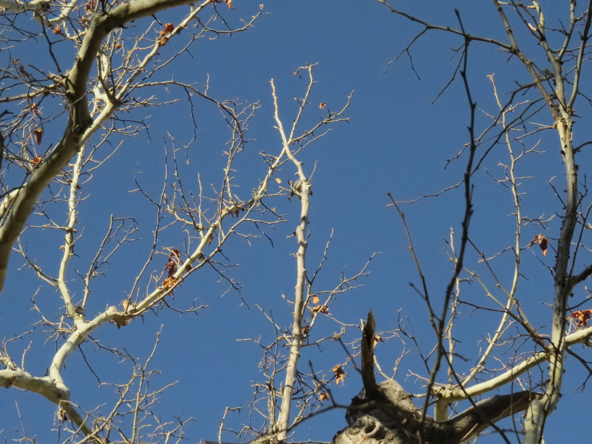 white-breasted nuthatch