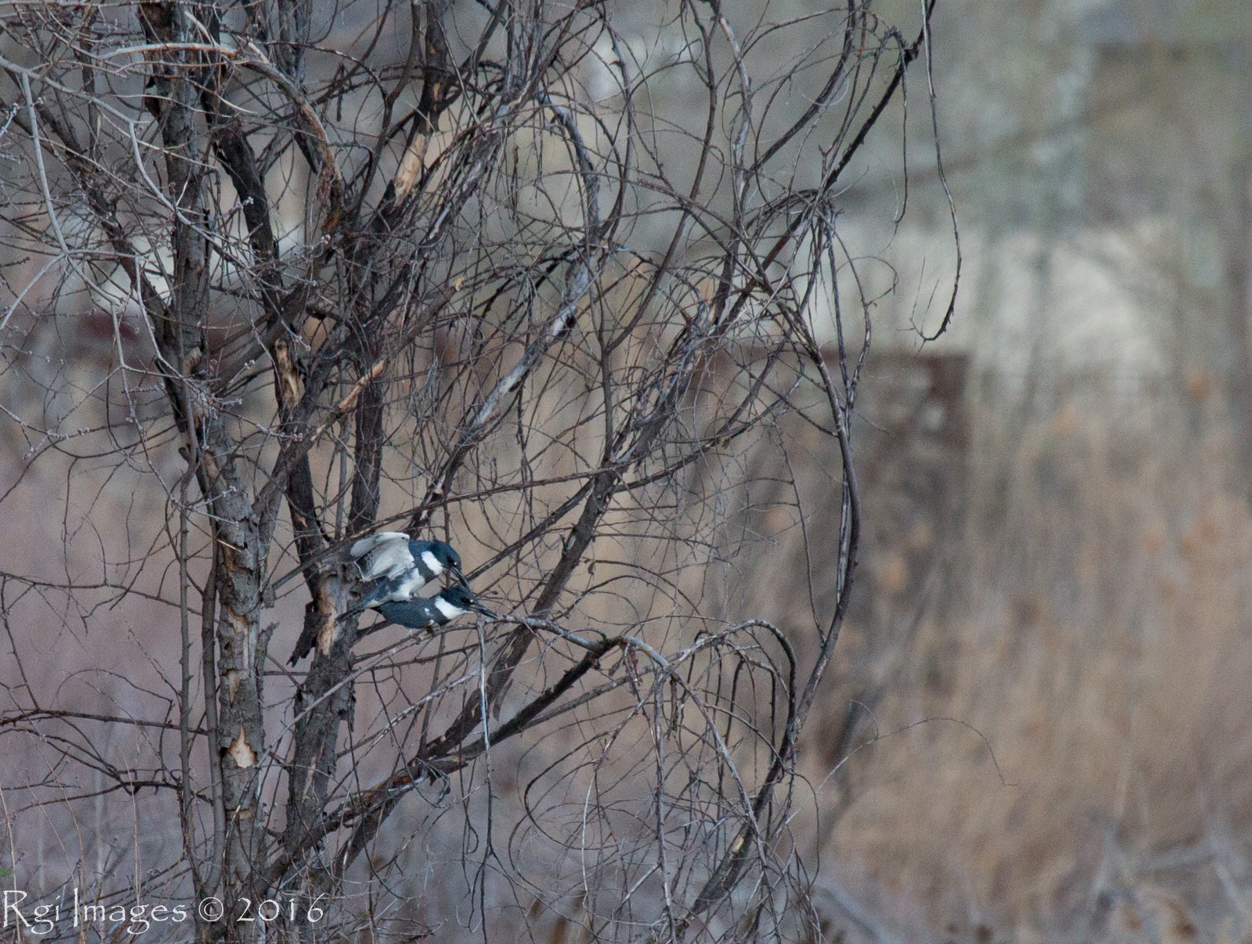 12973045_10206411964402944_4710972636879977433_o