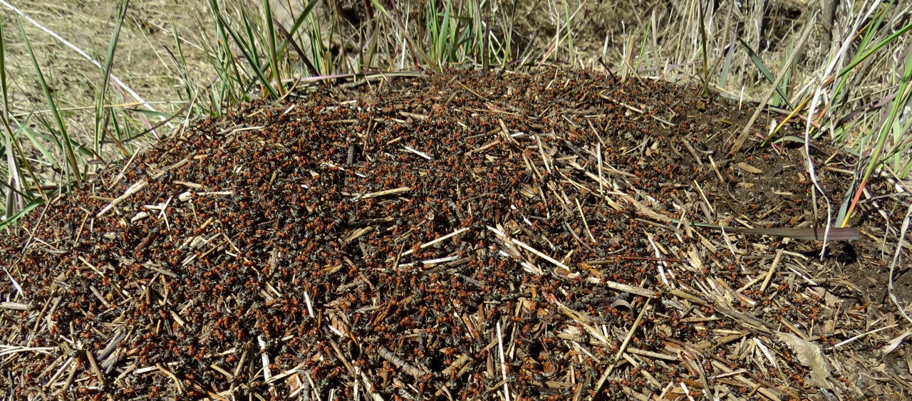anthill - closer.jpg
