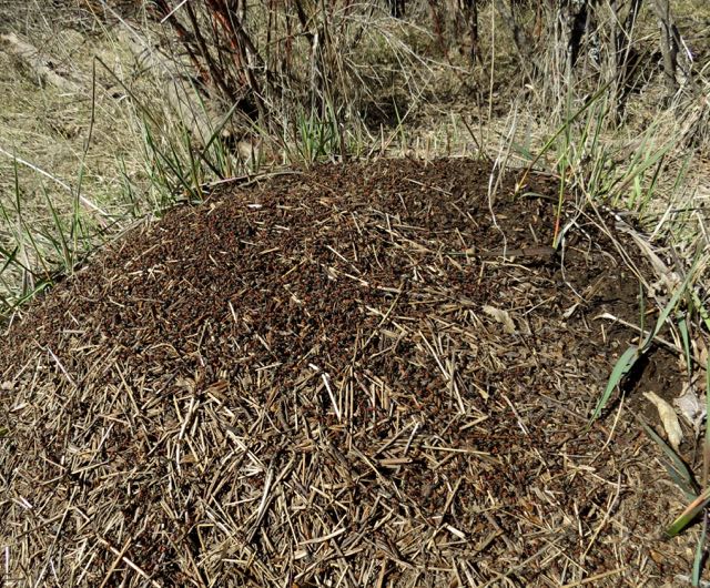 anthill-grande ronde