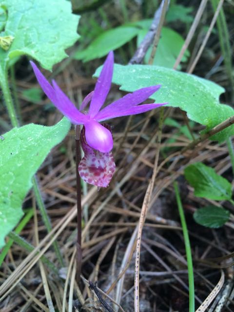calypso orchid