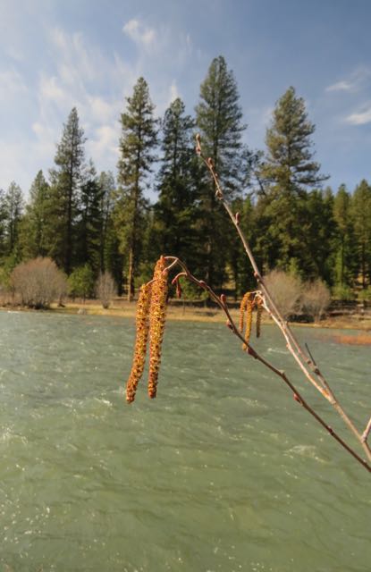 catkins 2- grande ronde