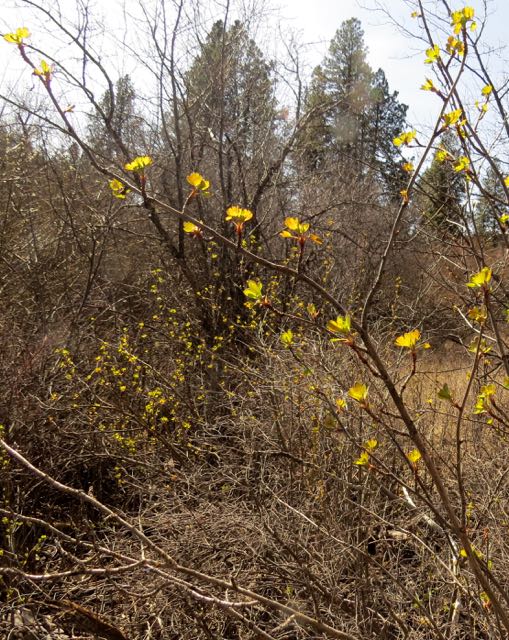 currants leafing out - grande ronde