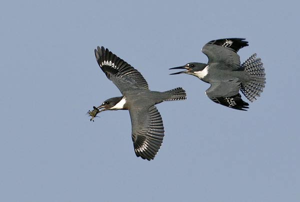 Neiger-CC-Belted-Kingfisher