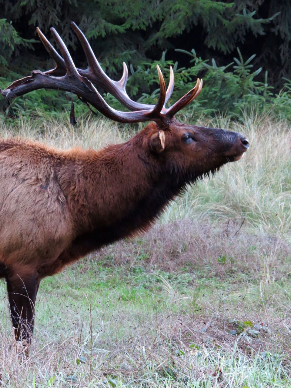 Roosevelt Elk Prairie Creek Redwoods.jpg