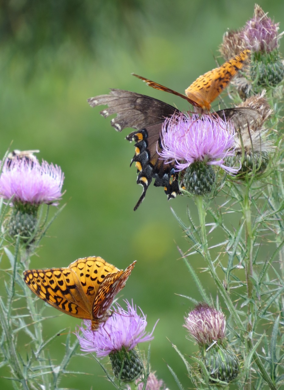 3 butterflies + bee-thistle/blueridge-VA