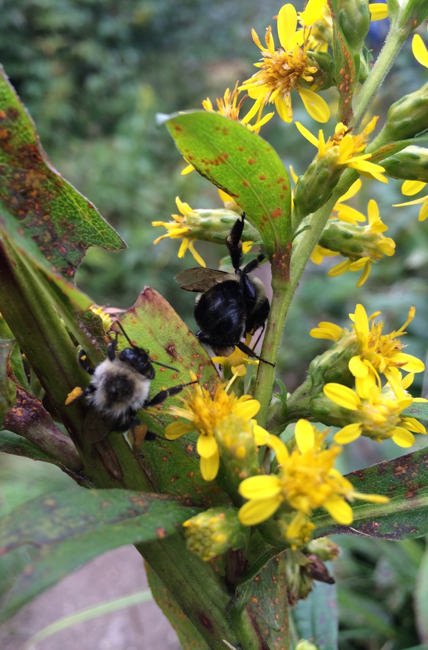 bees on wildflowers-great smoky mtns