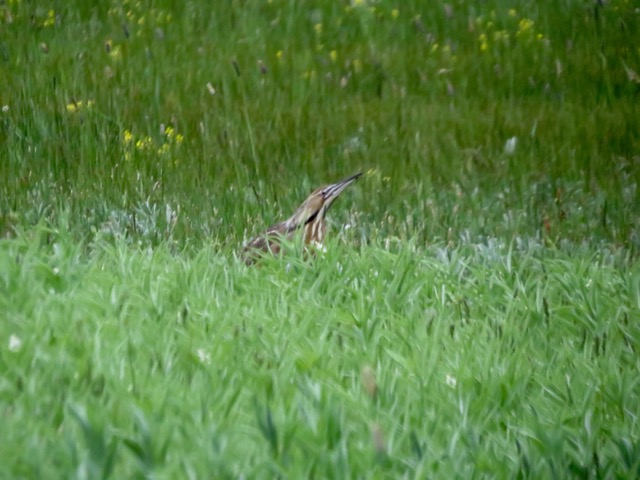 bittern stalking