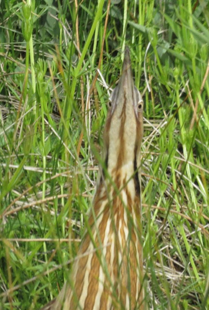 Bittern up close