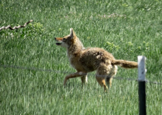 coyote with snake in air!