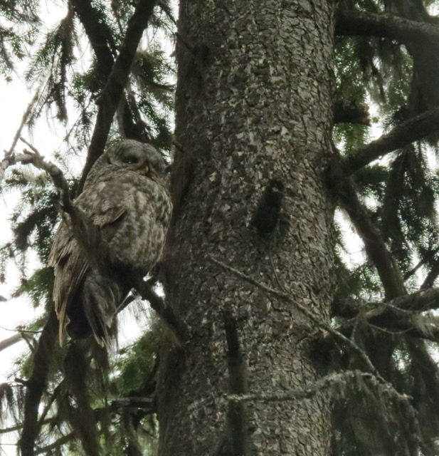 great gray owl