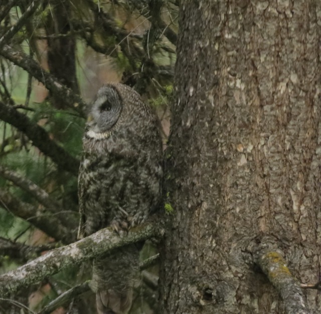 great gray owl3