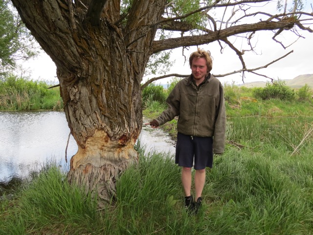 Ian points out beaver tree