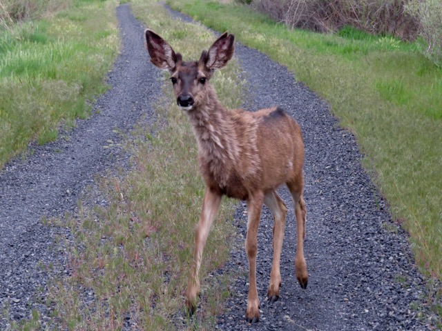 mule deer approaches Ian/Marina
