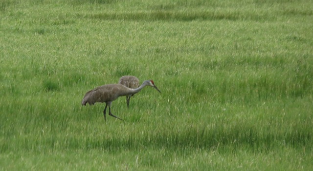 sandhill cranes