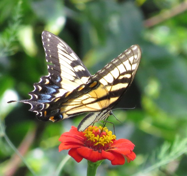 swallowtail in Cynthias backyard