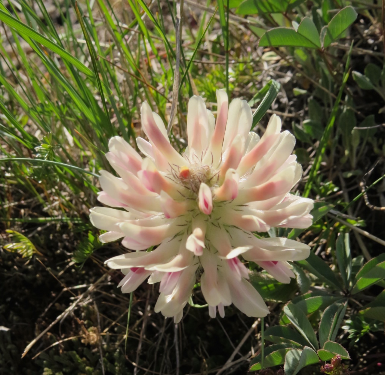 wild clover! trifolia megacepahalus?? Hah!