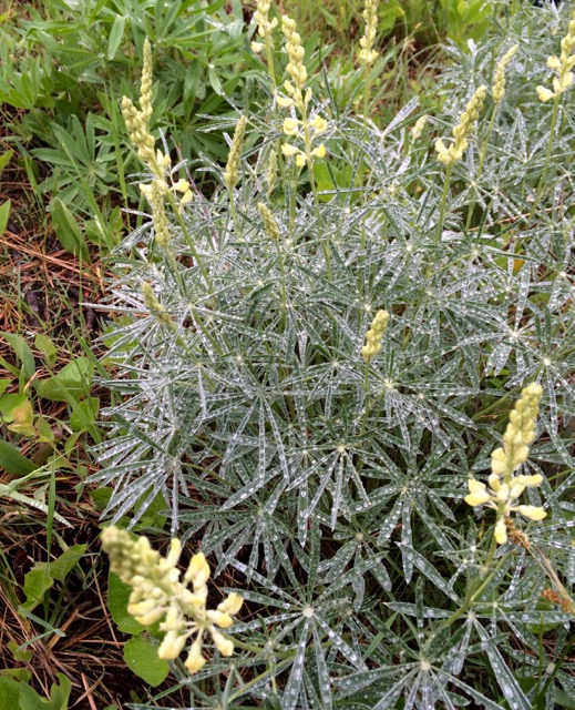 yellow lupine with raindrops