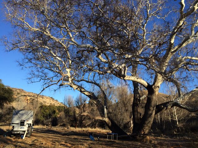 campingundersycamore