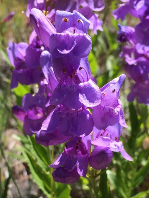 penstemon closeup