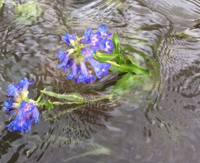 PENSTEMON IN RIVER