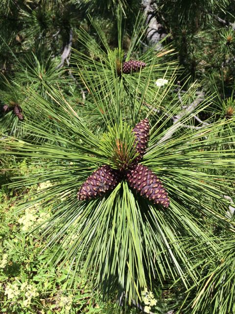 ponderosa pine cone needles