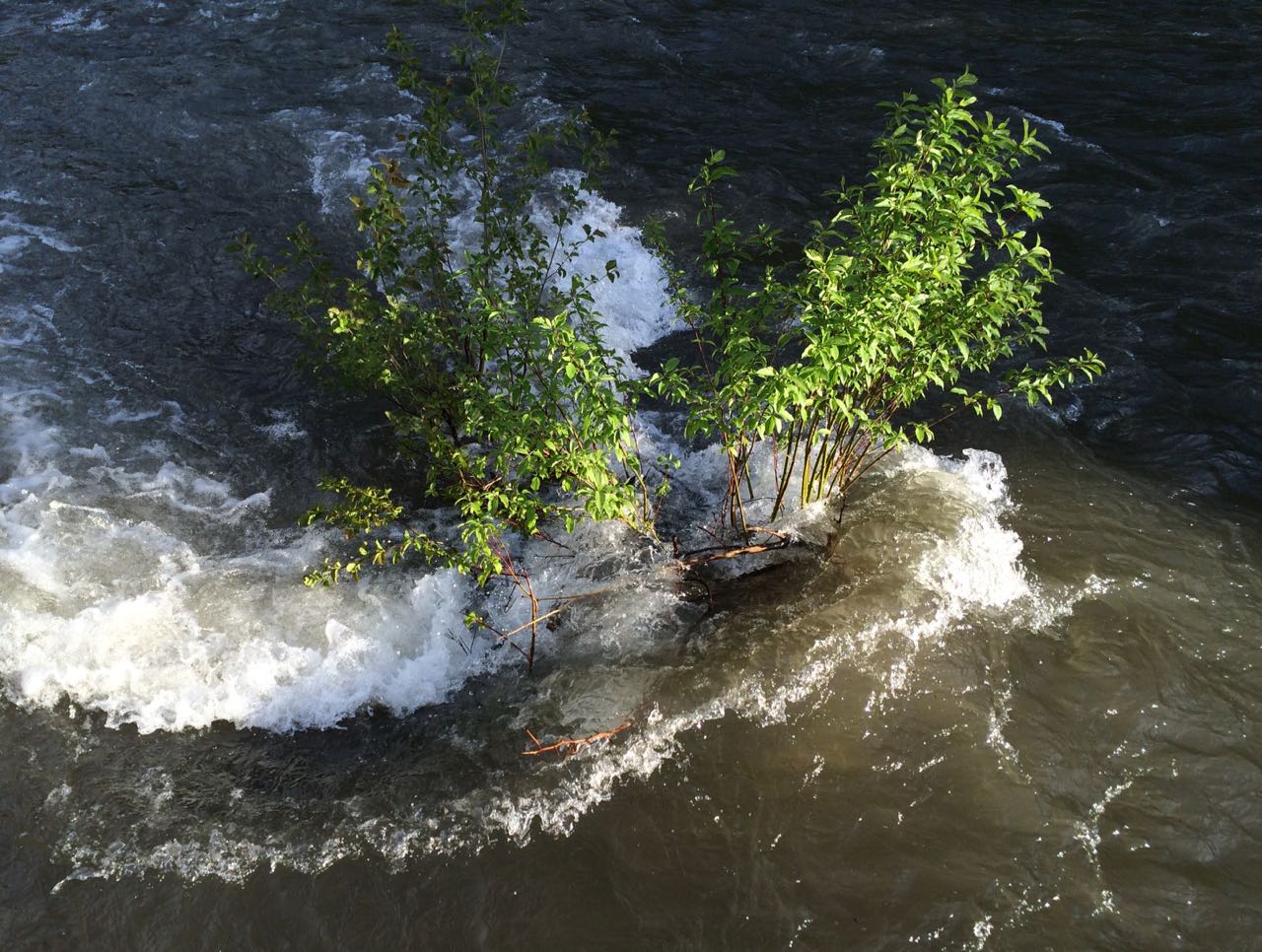 RED OSIER DOGWOOD IN IMNAHA
