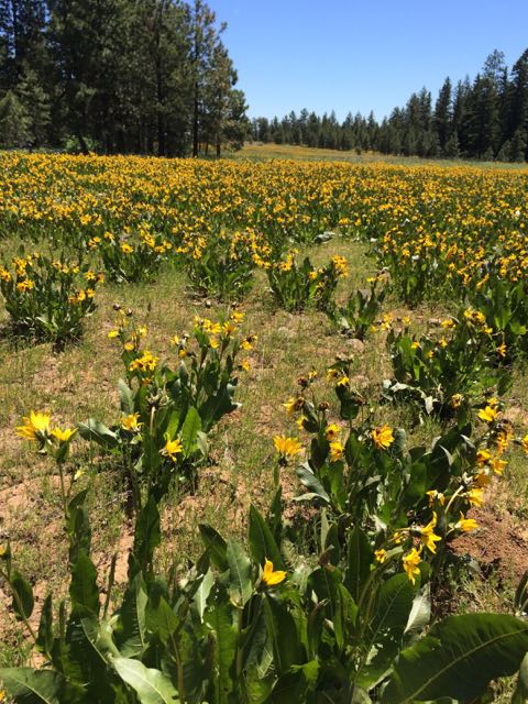 river of flowers Umatilla Rim