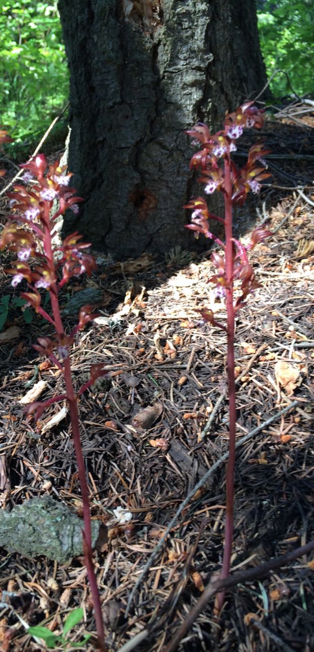 spottedcoralroot