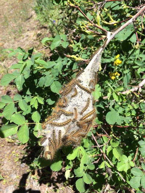tent caterpillars