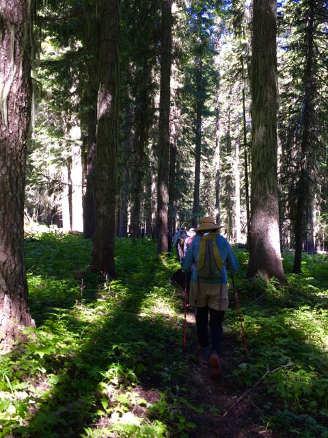Umatilla hike in mixed fir/spruce