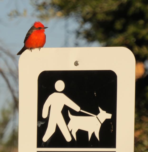 vermilion flycatcher Patagonia/sign