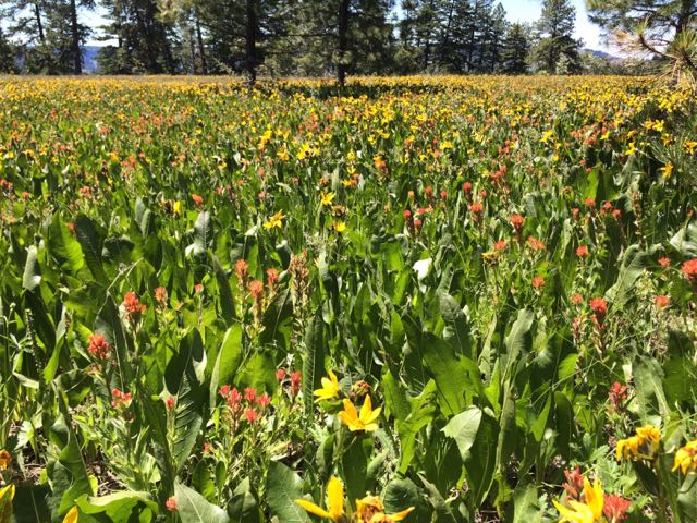 wildflower extravaganza umatilla rim