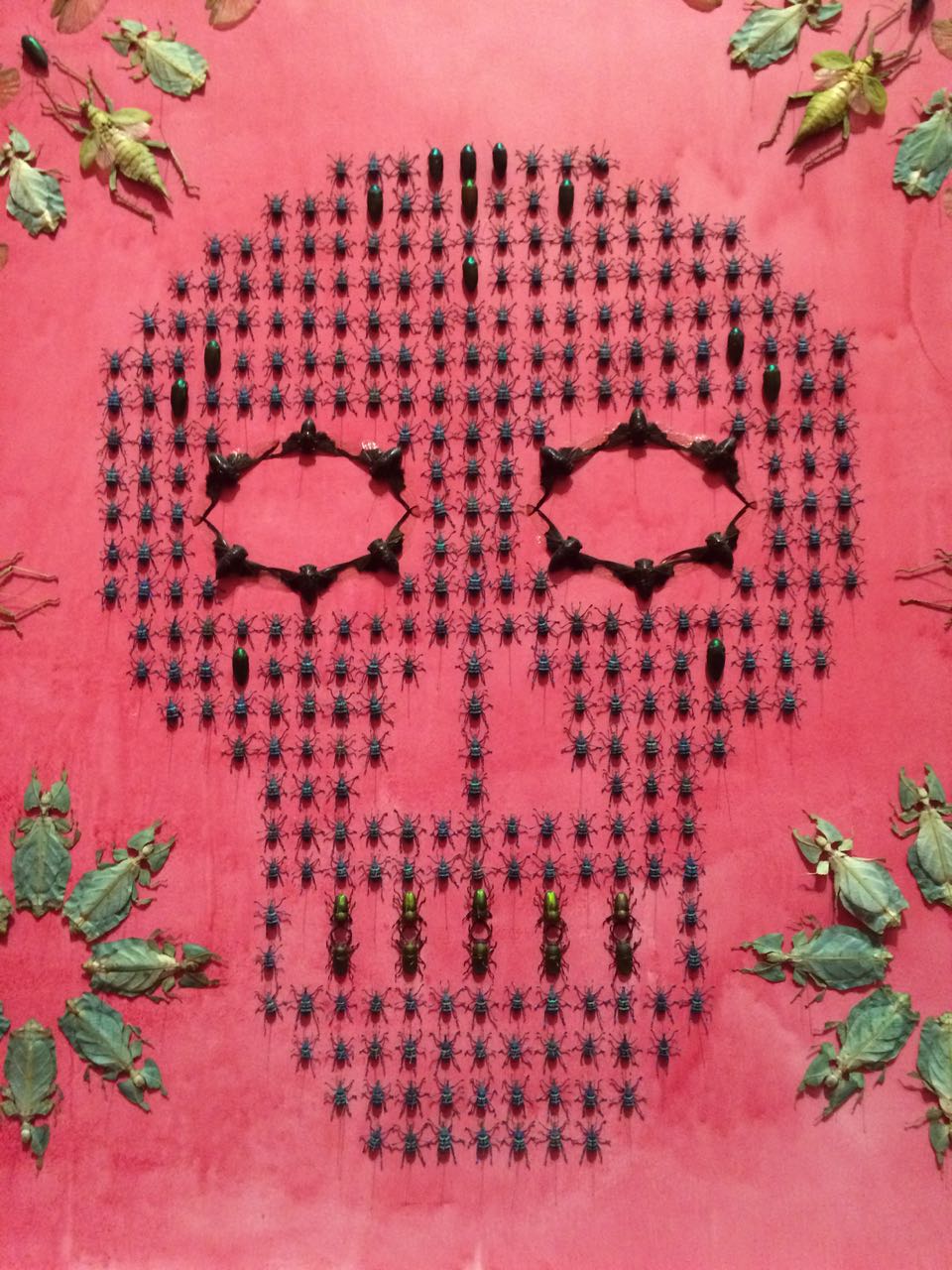 wonder-beetles/bugs-jenniferangus