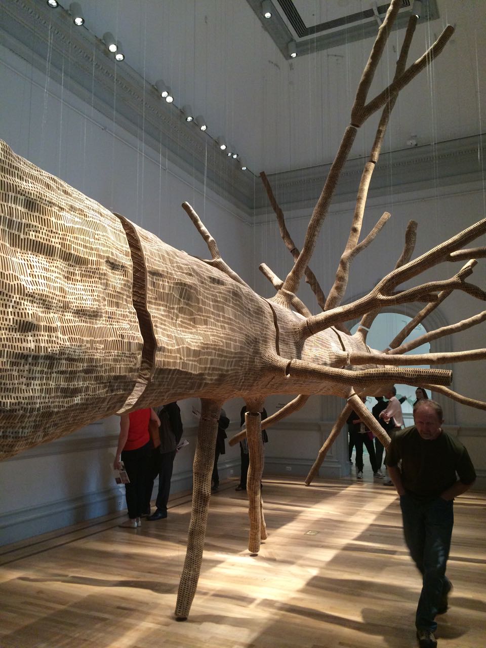 Wonder-tree-johngrade