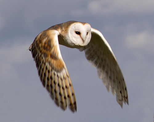 Barn_Owl_in_flight