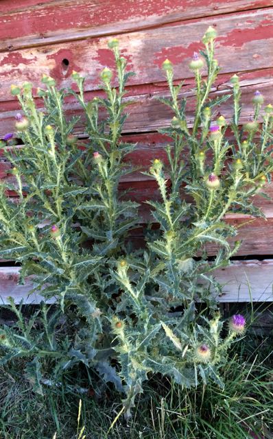barnwood-thistle