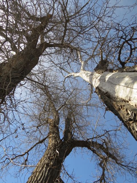 cottonwoods looking up